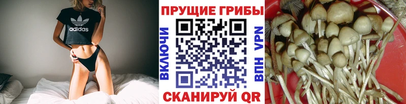 сколько стоит  Черепаново  Псилоцибиновые грибы GOLDEN TEACHER 